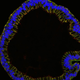Illustration for article titled Researchers Can Now Grow Fallopian Tubes in the Lab